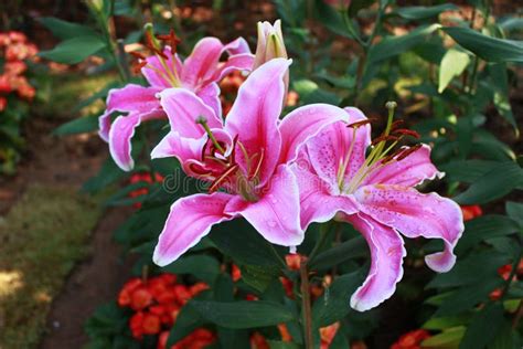 Pink Lilly In The Garden And Tone Color Pinklilly Flowers Shal Stock