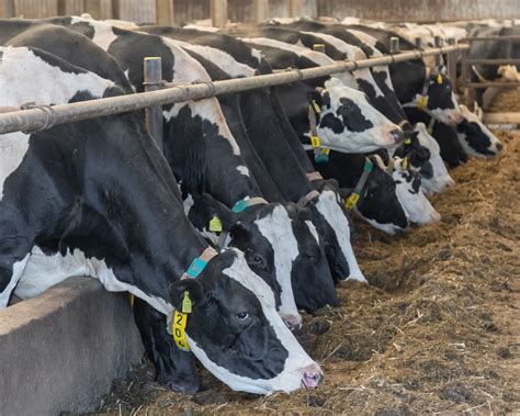 Planning For Efficient Feeding Of The Dairy Herd This Winter