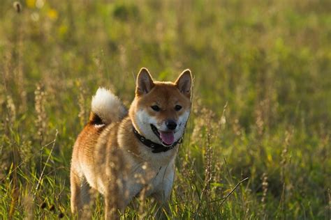 The 12 Most Popular Japanese Dog Breeds Petmaximalist