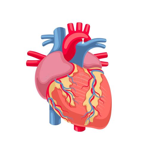 Human Heart Anatomy Stock Vector Illustration Of Muscle 182380998