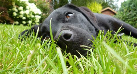 Common Allergies In Labrador Retrievers And Their Cures