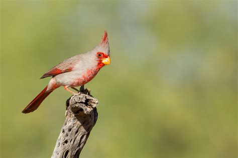 Pyrrhuloxia ⋆ Tucson Audubon