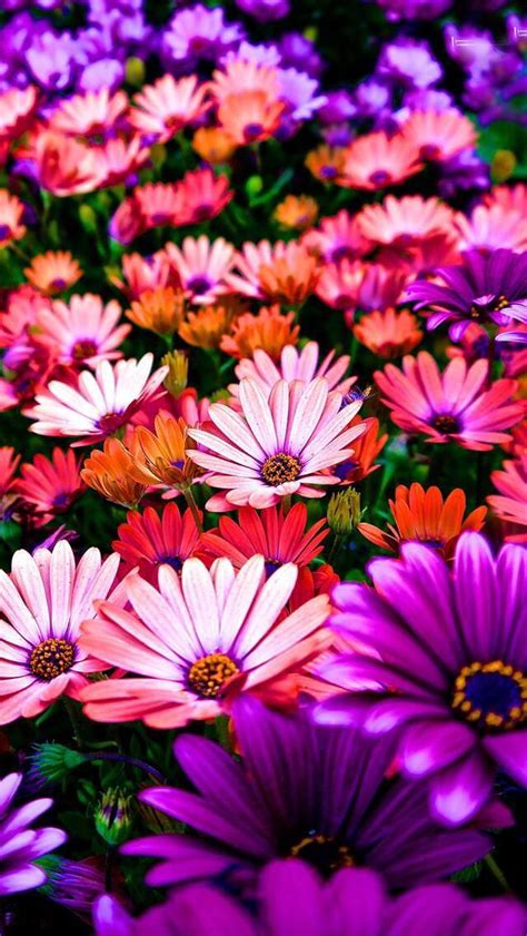 Colorful Iphone Wallpaper Nature Flowers Download Free Mock Up