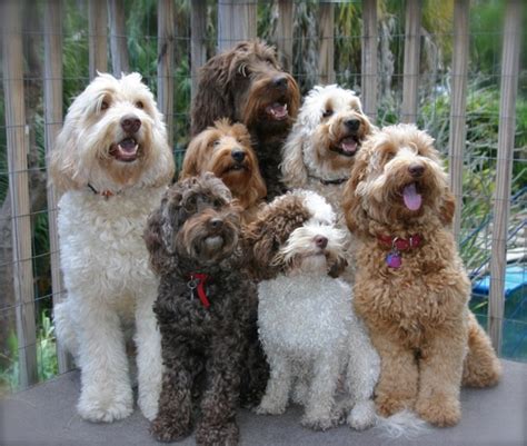 Our families across the usa are raising our future owners get a 24/7 view of their puppies on our puppy cam. Tampa Bay Australian Labradoodles