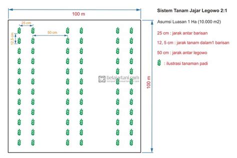 Cara Menghitung Jumlah Tanaman Per Hektar Holymayhem Com