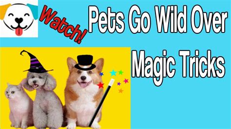 Pets And Magic Tricks Pets And Animals React To Magic Tricks Youtube