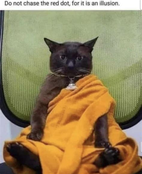 Zen Cat Rmemes