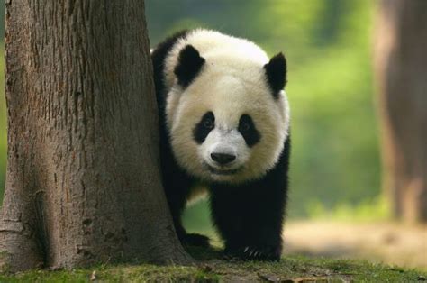 Urso Panda Uniblog