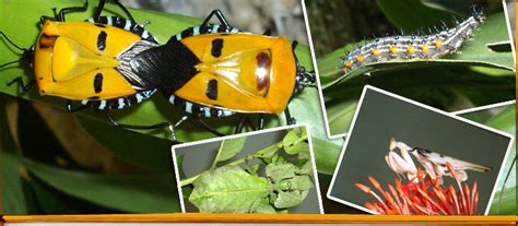 Tourist attractions, hotels in words and photographs. KL Butterfly Park sightseeing, Things to do in Kuala ...