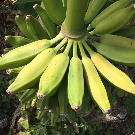 Orinoco - Burro Banana - Miami Fruit