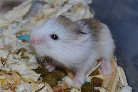 W Midlands Baby Pied Roborovski Dwarf Hamsters Reptile Forums