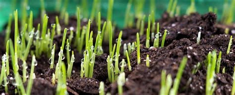 What is the easiest way to grow grass? When to Plant a New Lawn with Grass Seed - Reddi Lawn Maintenance