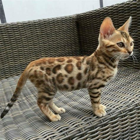 9 Small Leopard Like Cat Women Dresses