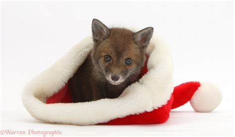 Red Fox Cub In A Santa Hat Photo Wp35593