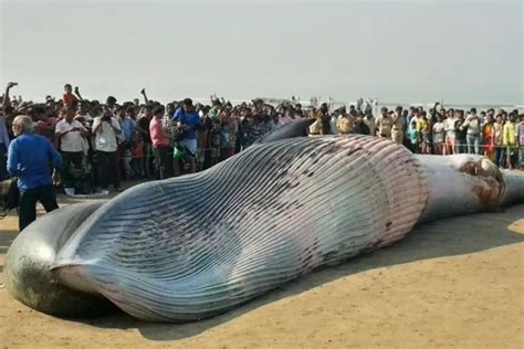 Do You Know Why Whales Wash Up On Beaches