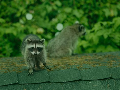 Can You Keep Raccoons As Pets