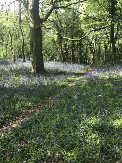 Bluebell Heaven Beautiful Places Tree Trunk Heaven Country Roads