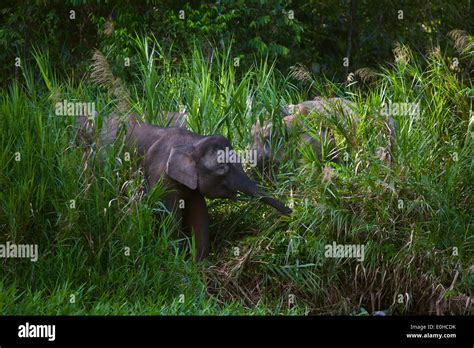 Bornean Pygmy Elephants Along The River At The Kinabatangan River