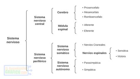 Como es el Cuadro Sinóptico Del Sistema Nervioso Sistema nervioso