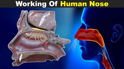 Working Of Human Nose Structure And Function Urduhindi Youtube