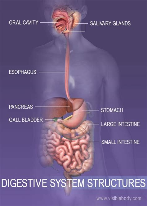 10 Facts About The Digestive System