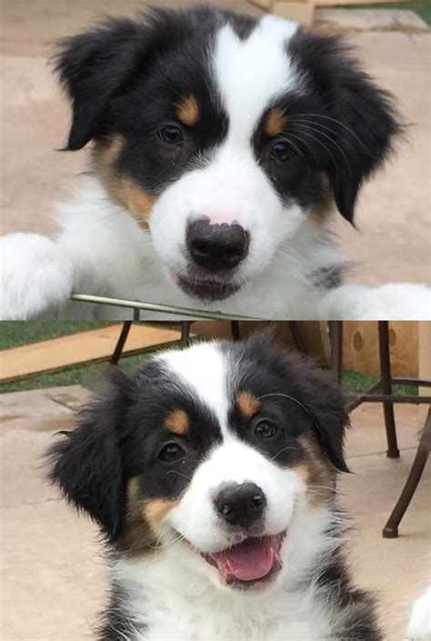 Asdr, utd on vaccinations and deworming. Australian Shepherd Puppies For Sale