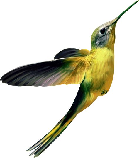 Hummingbird Png Transparent Image Download Size 1104x1253px