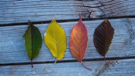 1360x768 Colorful Leaves Wood Outdoors Laptop Hd Hd 4k Wallpapers
