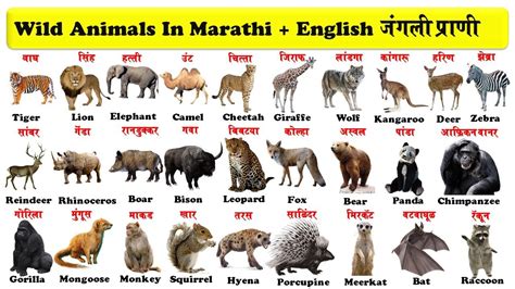 Top 143 5 Wild Animals Name In Marathi