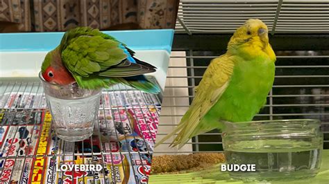 Lovebirds Vs Budgies As Pets The Worlds Rarest Birds