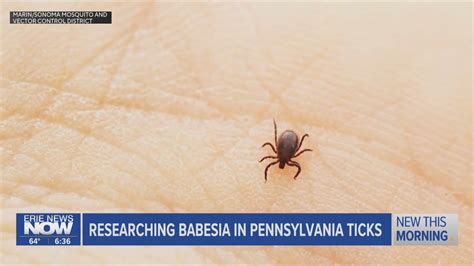 Tick Prevention Tips For Spring Hiking Weny News