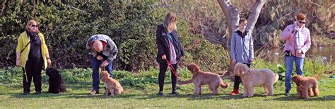 Vedi la nostra australian cobberdog selezione dei migliori articoli speciali o personalizzati, fatti a mano dai nostri negozi. La comunicación del perro Australian Cobberdog | DOGKING