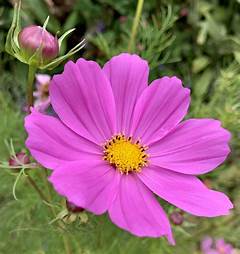 A Santa Fe Gardners Final Bloom Obituary For A Master Of Horticulture