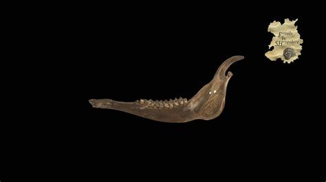Red Deer Jawbone Download Free 3d Model By Fossils In Shropshire
