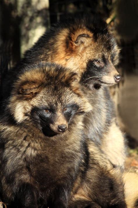 Raccoon Dog Nyctereutes Procyonoides Stock Photo Image Of Canids