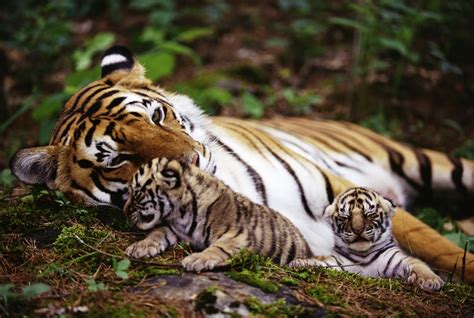 Pictures Top 10 Tiger Tiger Wallpaper Top Ten Wild Animal