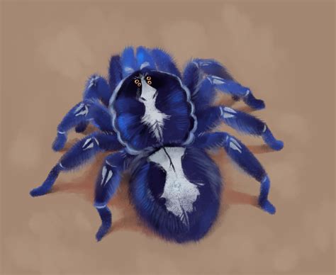 Bedupolkerblue Tarantula Several Species Of Tarantula Come In Vivid