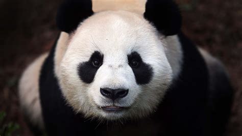 1920x1080 1920x1080 Panda Panda Bear Face Coolwallpapersme