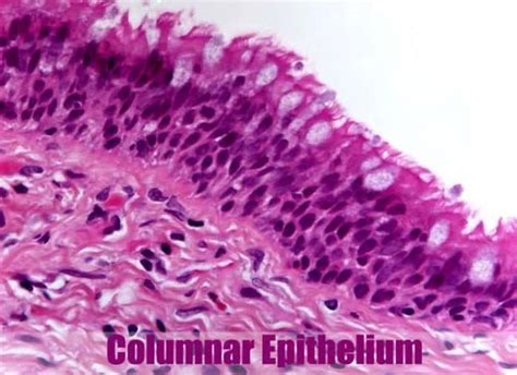 Pseudostratified Ciliated Columnar The Cells That Comprise The