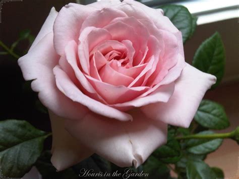 Houris In The Garden Enchanting Roseslight Pink Rose