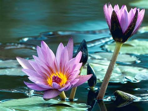 Water Lilies Pond Water Lotus Purple Water Lily Flowers Hd