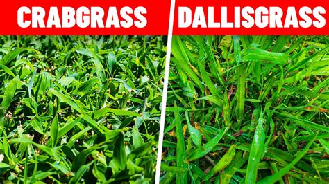 Identify Weeds Including Crabgrass Dallisgrass Foxtail Goosegrass