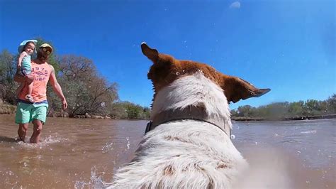 Doggy Pov Playing In Rio Grande River Youtube