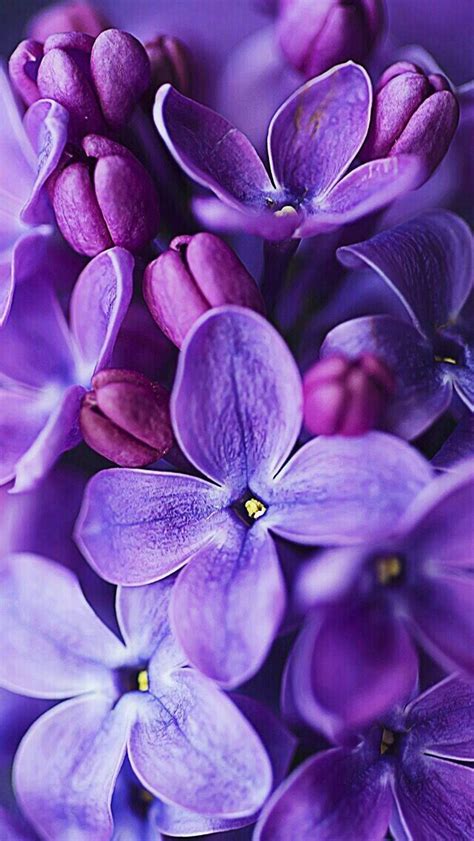 Portugal Purple Flowers Plant Photography Flower Aesthetic