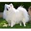 Japanese Spitz Dog Breed  Animal Care