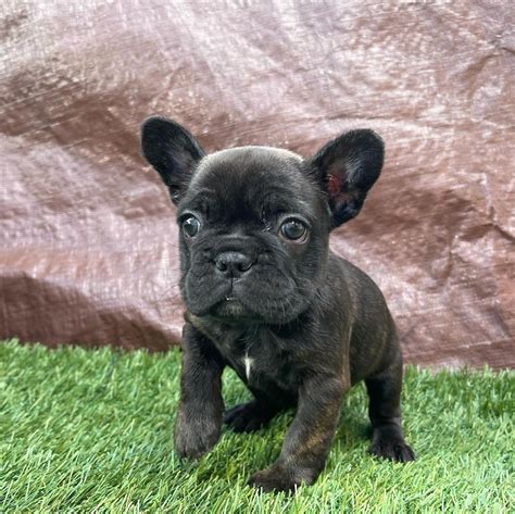 French Pitbull Puppyteacup French Bulldog Puppies For Sale
