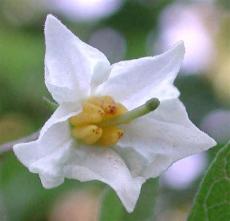 Horse Nettle Solanum Carolinense 03 Wild Flowers Of Sleepy Hollow