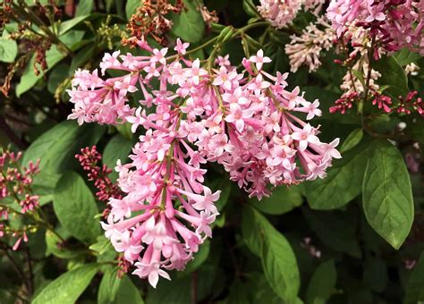 Lilac Bush Tips On Planting And Growing ⋆ Big Blog Of