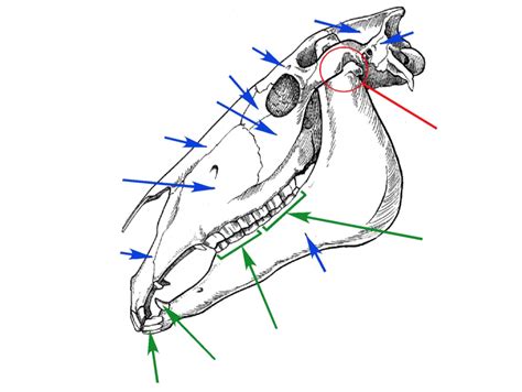 Equine Skull Diagram Quizlet
