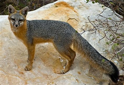 Gray Fox Quest For The Longleaf Pine Ecosystem
